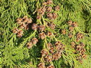 Chamaecyparis lawsoniana